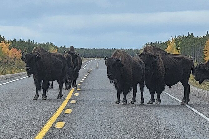 Bison Highway Road Tour - What Travelers Are Saying