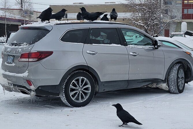 Bison Highway Road Tour - Who is This Tour Best For?