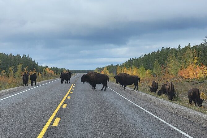 Bison Highway Road Tour - Practical Tips for Travelers