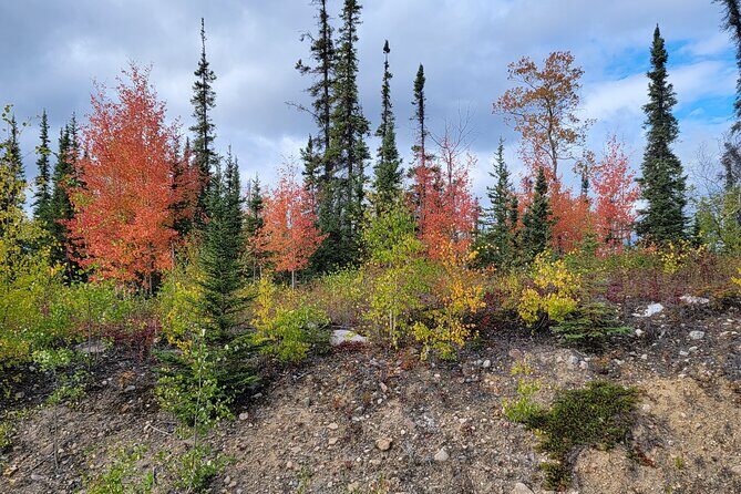 Bison Highway Road Tour - FAQs