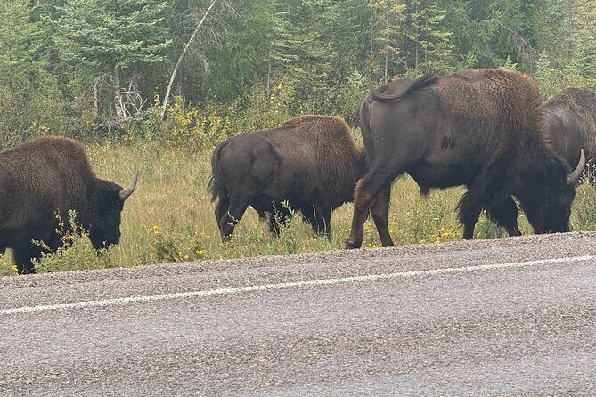 Bison Highway Wildlife Tour - Bison Highway Wildlife Tour: A Genuine Wilderness Experience Near Yellowknife