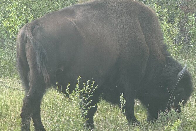 Bison Highway Wildlife Tour - The Sum Up: Is It Worth It?