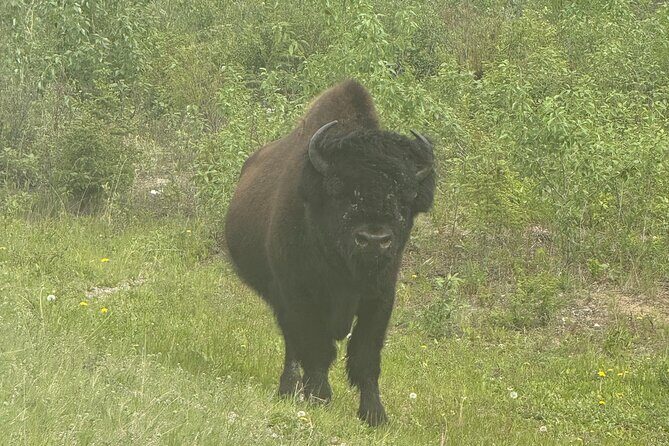 Bison Highway Wildlife Tour - FAQ