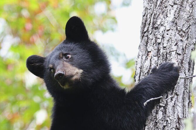 Black Bear viewing and walking at oudoor ctr's Canyon - Discovering Black Bears and Canyon Wonders Near Quebec: An Honest Review