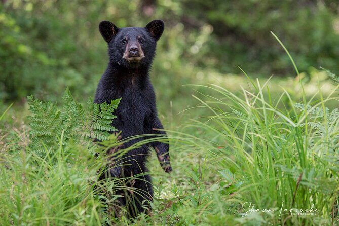 Black Bear viewing and walking at oudoor ctr's Canyon - An In-Depth Look at the Tour Experience