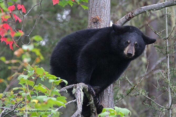 Black Bear viewing and walking at oudoor ctr's Canyon - Final thoughts