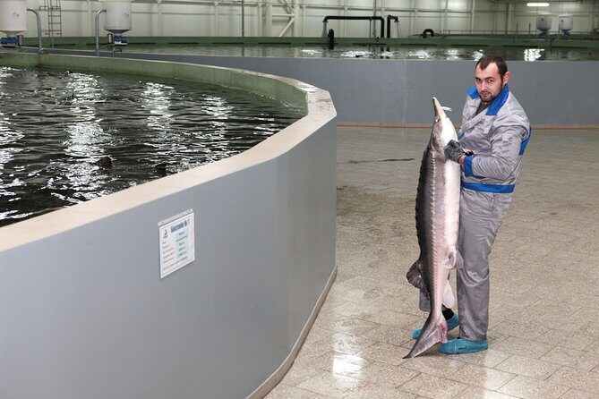 Black Caviar and Sparkling Wine Tour - Final Thoughts