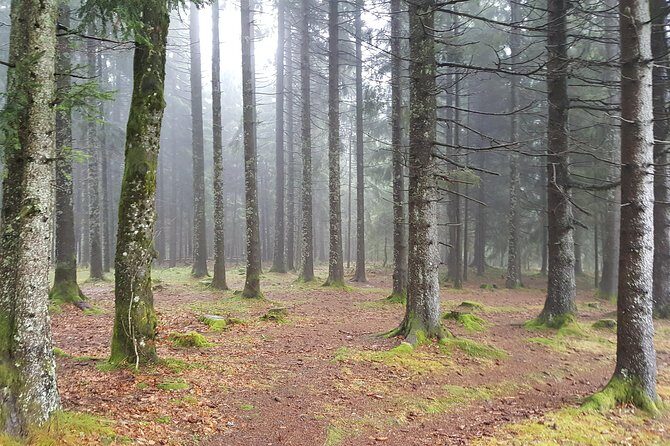 Black Forest Tour by car: Baden-Baden to Freiburg or vice versa - Why This Tour Works Well