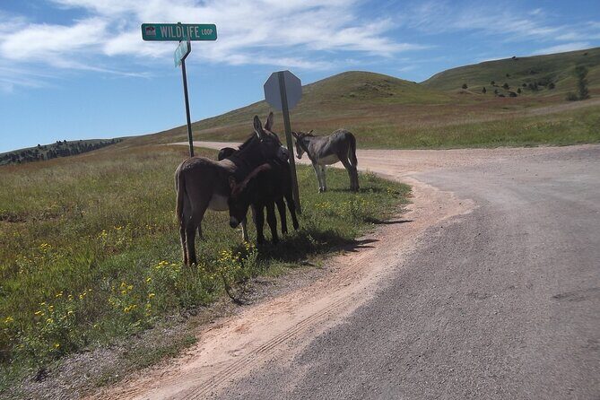 Black Hills Custom Private Day Tour - FAQ: Your Questions Answered