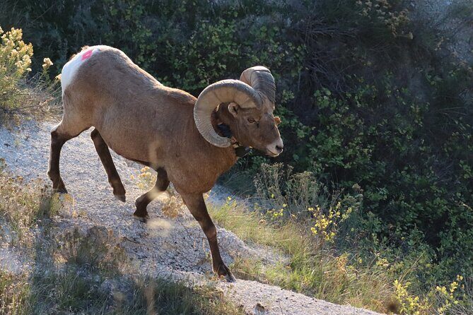 Black Hills Nature Tour Wildlife Watching and Scenic Views - Exploring the Black Hills with the Wildlife Watching and Scenic Views Tour