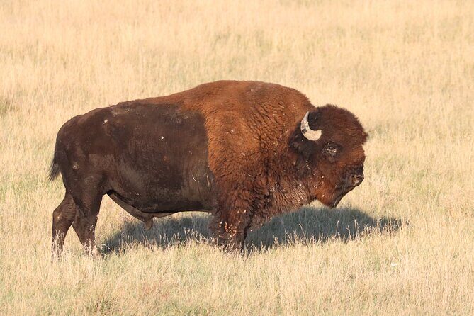 Black Hills Nature Tour Wildlife Watching and Scenic Views - The Experience: What’s Included and How It Matters