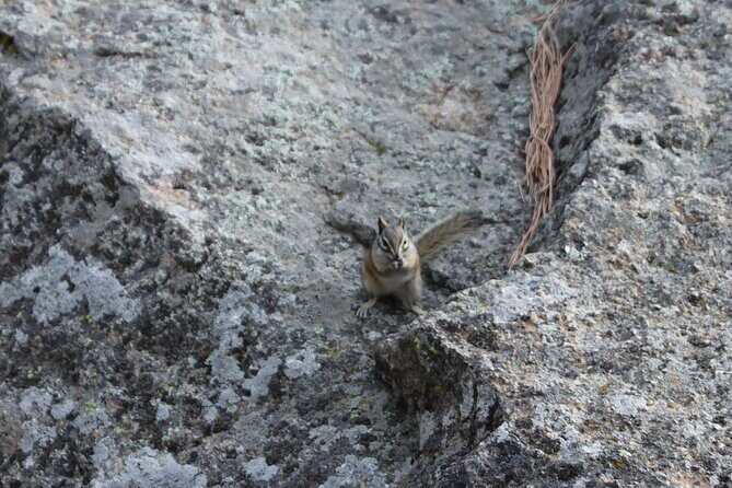 Black Hills Nature Tour Wildlife Watching and Scenic Views - Final Thoughts: Is It Worth It?