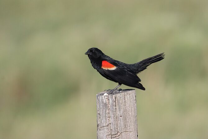 Black Hills Nature Tour Wildlife Watching and Scenic Views - FAQ