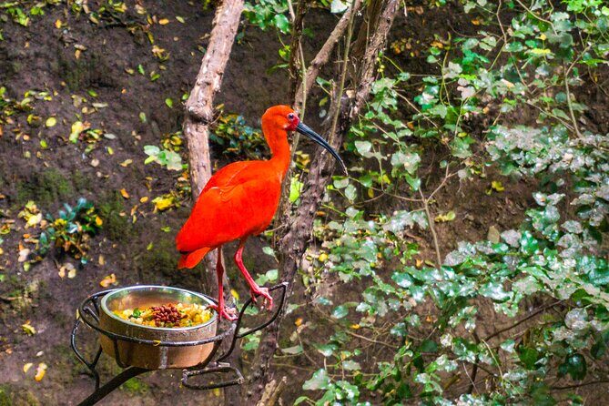 Black Island Tour, Neruda Museum and Tricao Park with Lunch - Overall Value and Experience