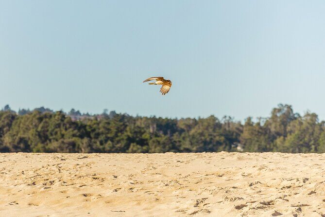 Black Island Tour, Neruda Museum and Tricao Park with Lunch - FAQs