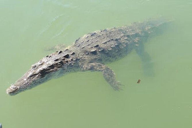 Black River Safari and Appleton Rum Estate Private Tour - A Deep Dive into the Experience