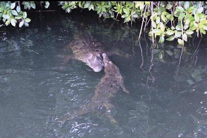 Black River Safari - Final Thoughts