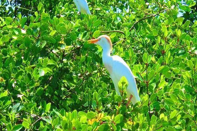 Black River Safari with Transport from Montego Bay - Frequently Asked Questions