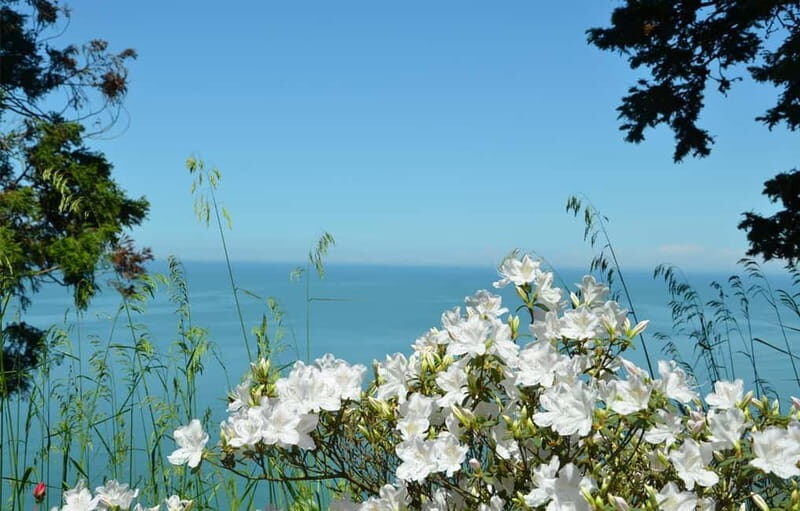 Black Sea: Magnetic Beach and Batumi Botanical Garden Tour - The Sum Up