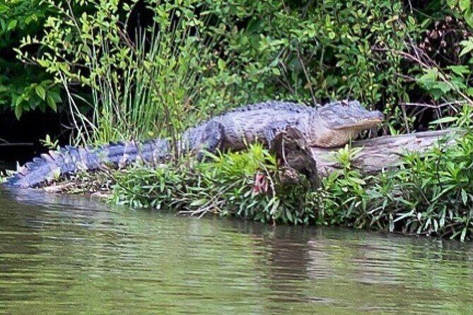 Black Water Adventure Cruise - Key Points