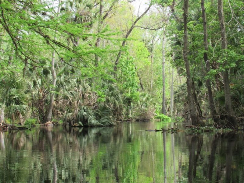 Blackwater Creek: Exclusive Nature Escape Kayak Adventure - Review Reflections and Real Experiences