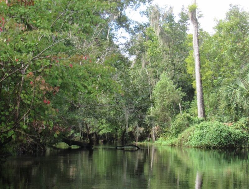 Blackwater Creek: Exclusive Nature Escape Kayak Adventure - Who Will Love This Tour?