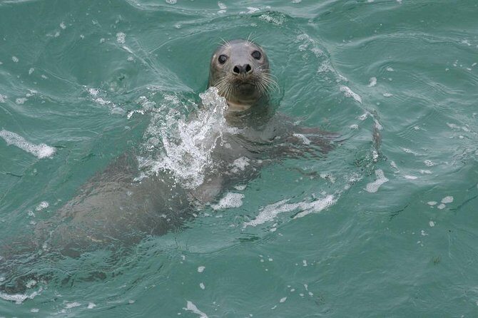 Blasket Island Eco Tour. - An In-Depth Look at the Blasket Island Eco Tour