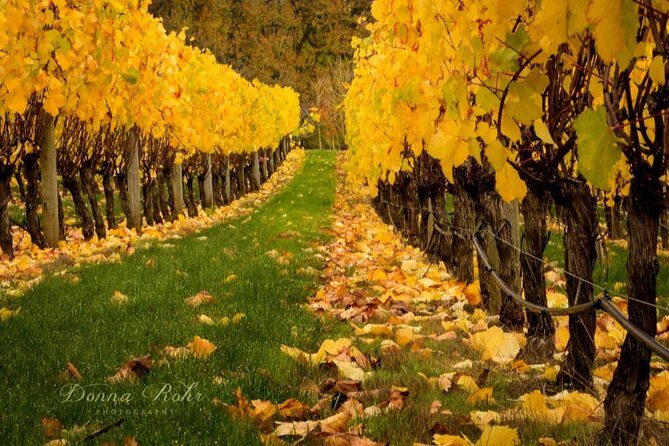 Blenheim Half day Wine Tour - Key Points