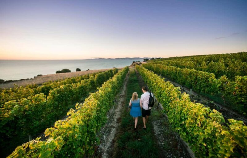 Blenheim/Renwick: Marlborough Half-Day Wine Tour with Lunch - Why Choose This Marlborough Wine Tour?