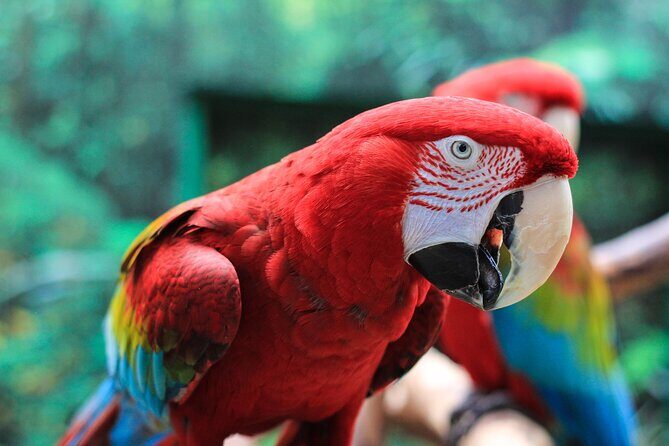 Bloedel Conservatory Admission Ticket - Final Thoughts: Is The Bloedel Conservatory Right for You?