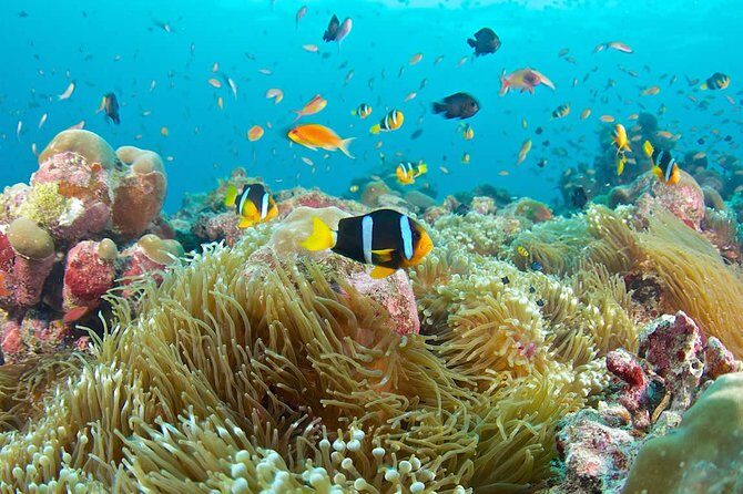 Bloo Lagoon Snorkeling East Bali Includes Transportation & Lunch - A Deep Dive into the Blue Lagoon Snorkeling Experience