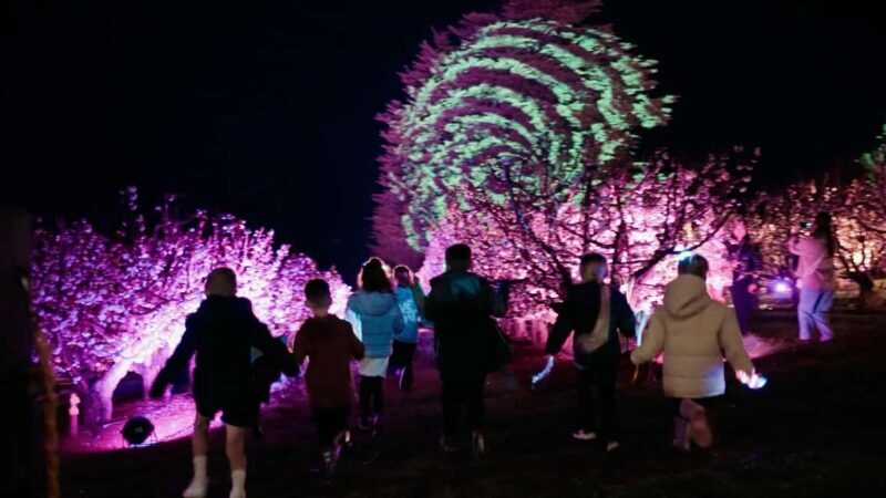 Blossom by Light at CherryHill - The Highlights That Make It Special