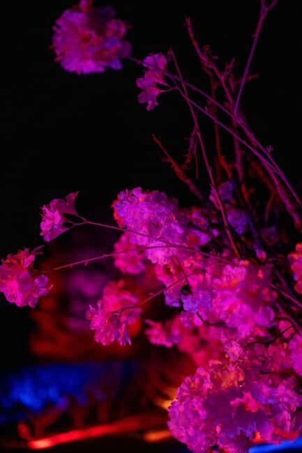 Blossom by Light at CherryHill - How It Compares to Other Experiences