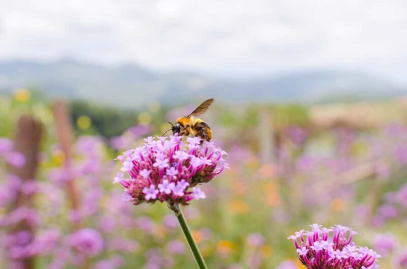 Blossoms + Bites Springtime Meadery Luncheon for Two Kelowna - Final Thoughts: Who Will Love This?