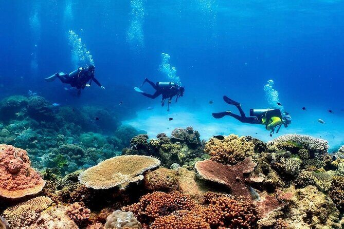 Blue Dive Private Guided Scuba Dive Cairns - Exploring the Great Barrier Reef with Blue Dive Private Guided Scuba Dive Cairns