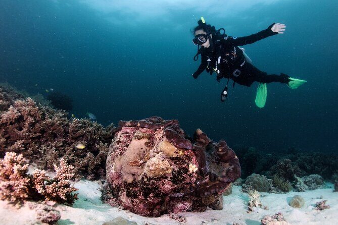 Blue Dive Private Guided Scuba Dive Cairns - Final Thoughts: Who Will Love This Tour?