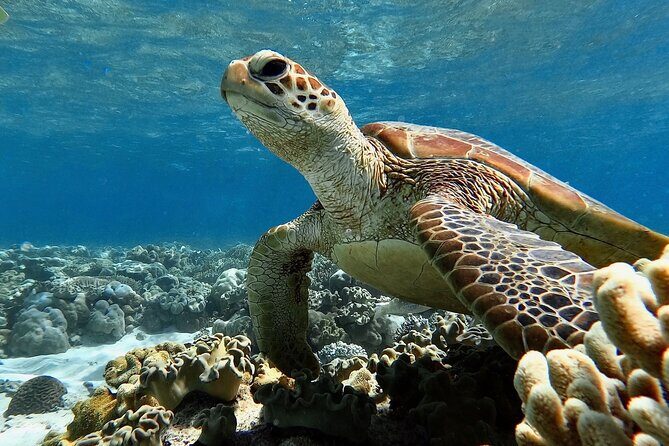 Blue Dive Private Guided Scuba Dive Cairns - FAQ: Your Questions Answered
