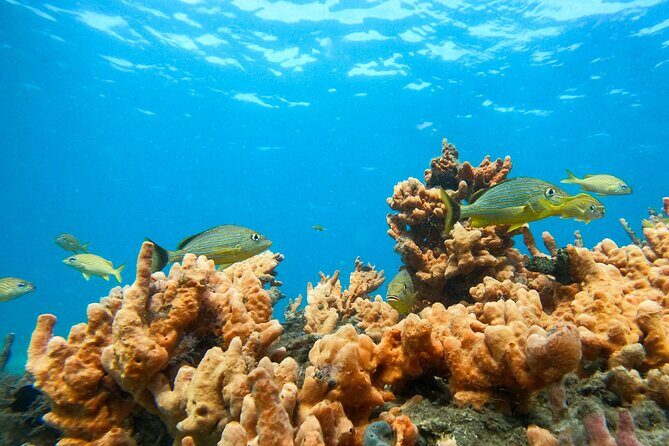 Blue Heron Bridge Guided Snorkel Tour - Who Would Love This Experience?