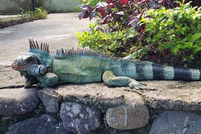 Blue Hole & Konoko Falls Park Combo Tour from Montego Bay - Authentic Experiences and Honest Considerations