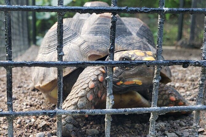 Blue Hole & Konoko Falls Park Combo Tour from Montego Bay - Final Thoughts: Is This Tour Right for You?