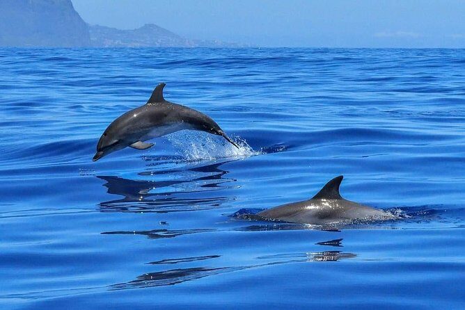 BLUE LAGON & 3 islands full day private speedboat tour - Exploring the Blue Lagoon & 3 Islands Private Speedboat Tour: A Genuine Adventure in Croatia