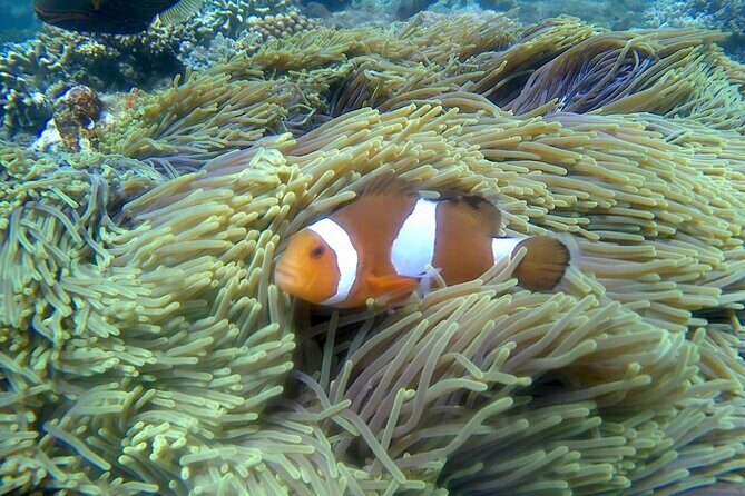 Blue lagoon and tanjung jepun snorkling all inclusive - The Full Breakdown: A Deep Dive into the Experience