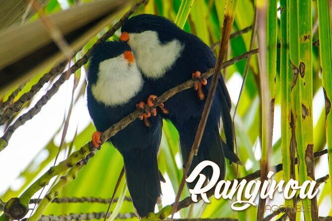 Blue Lagoon - PRIVATE ISLAND Pink sand beach and wildlife reserve - Authentic Experiences & Honest Insights