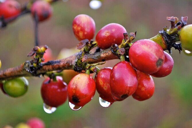 Blue Mountain Coffee, Bob Marley and Art Tour from Montego Bay - Frequently Asked Questions