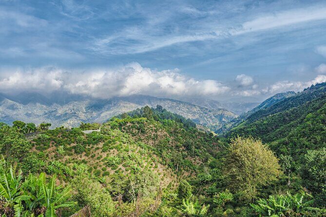Blue Mountain Coffee Hike and Tour - What Travelers Say: Authentic Feedback and Expectations