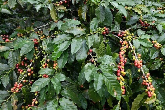 Blue Mountain Coffee Hike and Tour - Pricing and Value Analysis