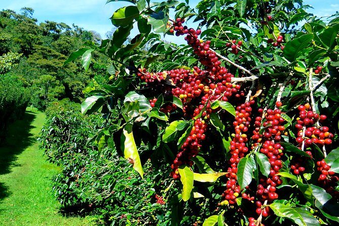 Blue Mountain Coffee Tour from Ocho Rios - Experience the Blue Mountain Coffee Tour from Ocho Rios