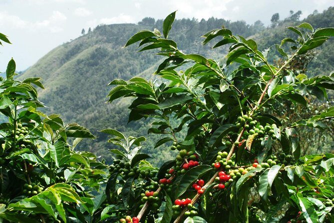 Blue Mountain Coffee Tour from Ocho Rios - Key Points