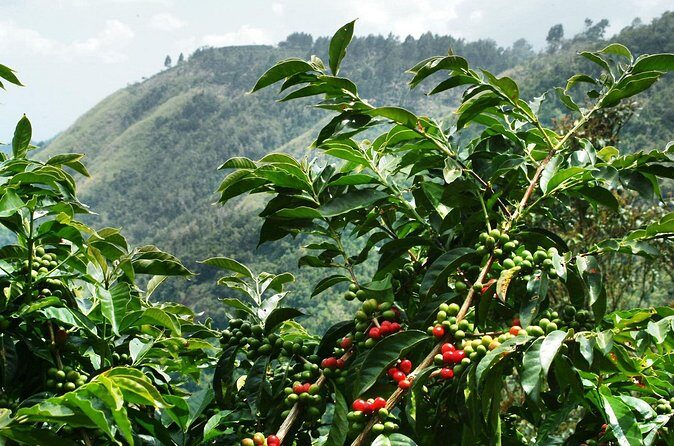 Blue Mountain Coffee Tour from Ocho Rios - FAQ