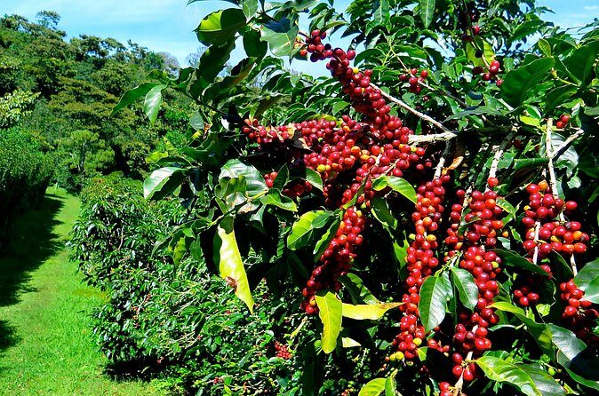 Blue Mountain Coffee Tour from Ocho Rios - Final Thoughts